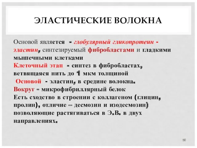 ЭЛАСТИЧЕСКИЕ ВОЛОКНА Основой является - глобулярный гликопротеин - эластин, синтезируемый