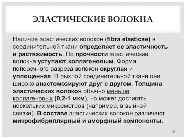 ЭЛАСТИЧЕСКИЕ ВОЛОКНА Наличие эластических волокон (fibra elasticae) в соединительной ткани