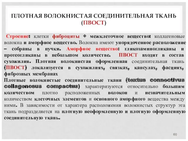 ПЛОТНАЯ ВОЛОКНИСТАЯ СОЕДИНИТЕЛЬНАЯ ТКАНЬ (ПВОСТ) Строение: клетки фиброциты + межклеточное