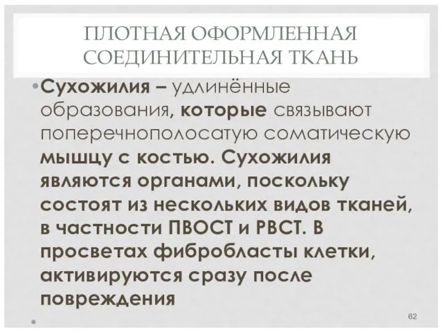 ПЛОТНАЯ ОФОРМЛЕННАЯ СОЕДИНИТЕЛЬНАЯ ТКАНЬ Сухожилия – удлинённые образования, которые связывают