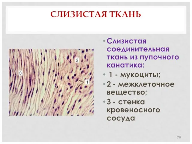 СЛИЗИСТАЯ ТКАНЬ Слизистая соединительная ткань из пупочного канатика: 1 -