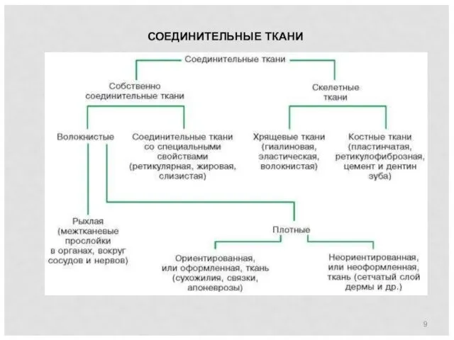 СОЕДИНИТЕЛЬНЫЕ ТКАНИ