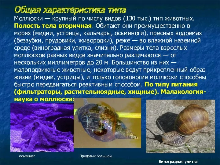 Общая характеристика типа Моллюски — крупный по числу видов (130 тыс.) тип животных.