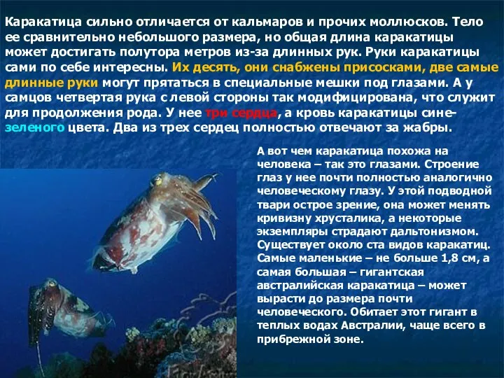 Каракатица сильно отличается от кальмаров и прочих моллюсков. Тело ее сравнительно небольшого размера,