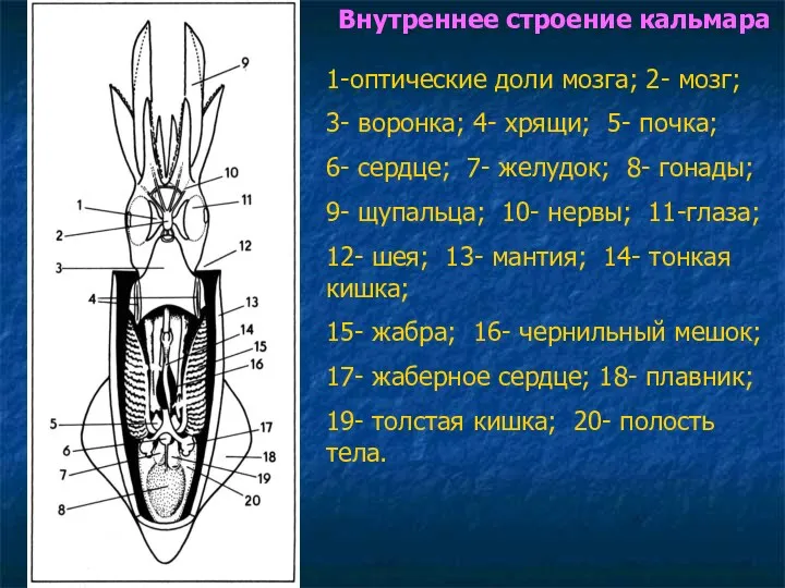 Внутреннее строение кальмара 1-оптические доли мозга; 2- мозг; 3- воронка; 4- хрящи; 5-