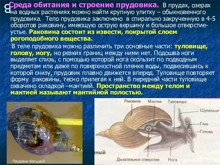 В Среда обитания и строение прудовика. В прудах, озерах на