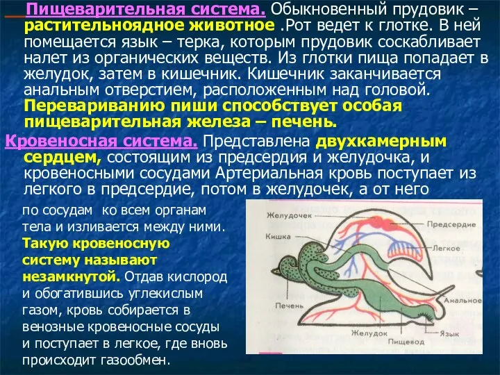 Пищеварительная система. Обыкновенный прудовик – растительноядное животное .Рот ведет к