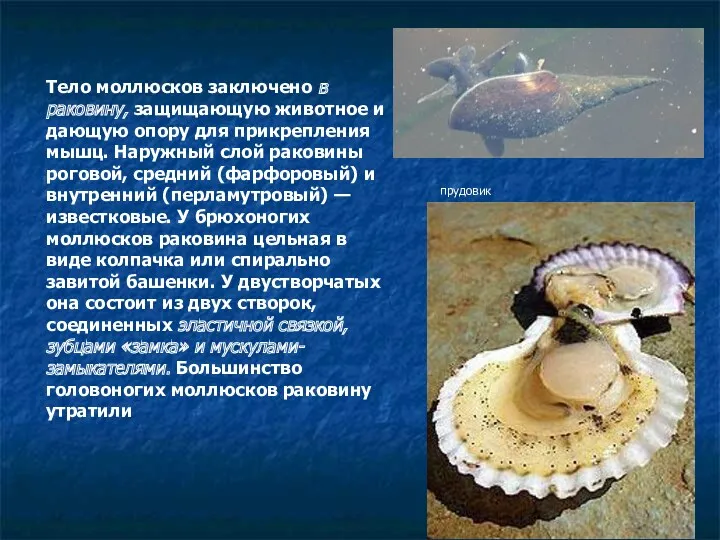 Тело моллюсков заключено в раковину, защищающую животное и дающую опору для прикрепления мышц.