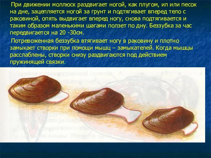 При движении моллюск раздвигает ногой, как плугом, ил или песок на дне, зацепляется