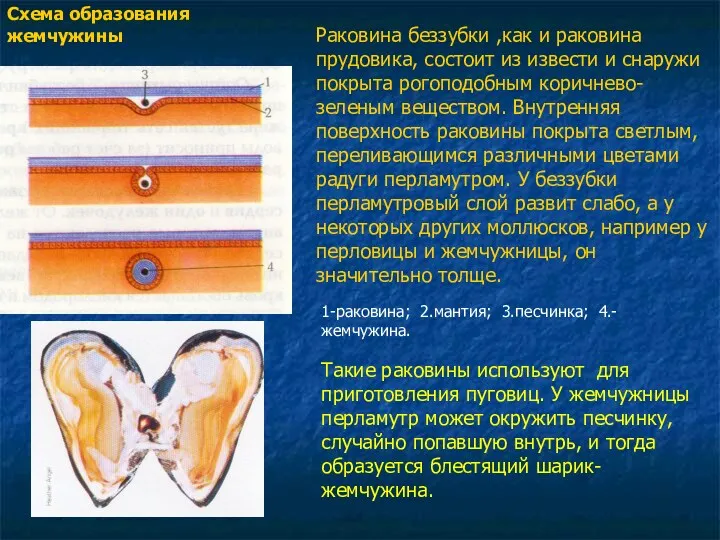 Раковина беззубки ,как и раковина прудовика, состоит из извести и