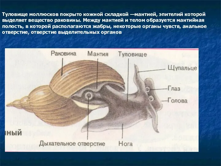 Туловище моллюсков покрыто кожной складкой —мантией, эпителий которой выделяет вещество раковины. Между мантией