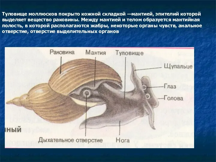Туловище моллюсков покрыто кожной складкой —мантией, эпителий которой выделяет вещество