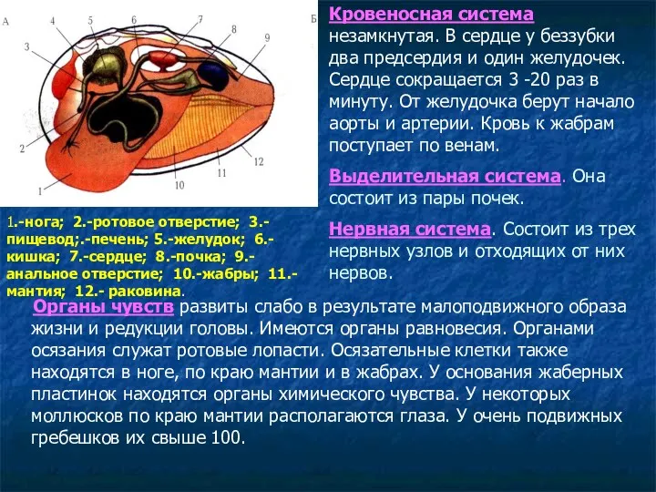 Органы чувств развиты слабо в результате малоподвижного образа жизни и редукции головы. Имеются