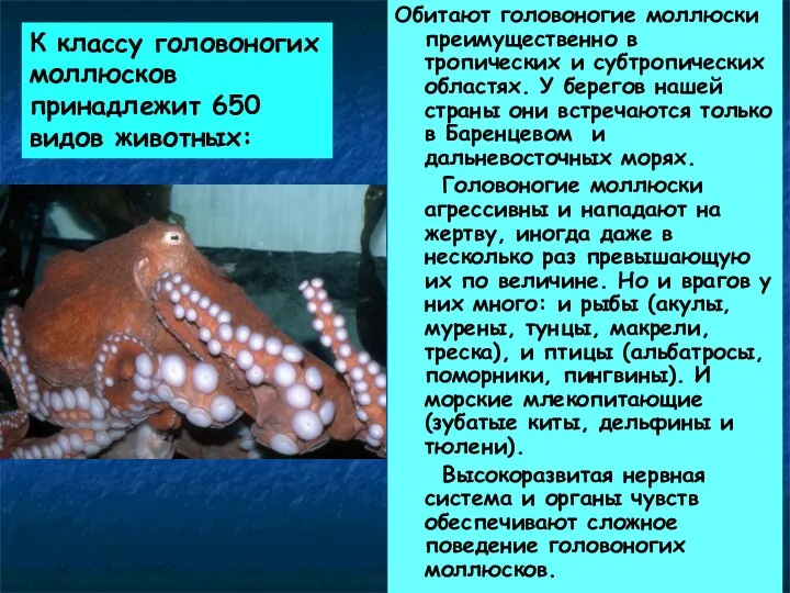 К классу головоногих моллюсков принадлежит 650 видов животных: Обитают головоногие моллюски преимущественно в