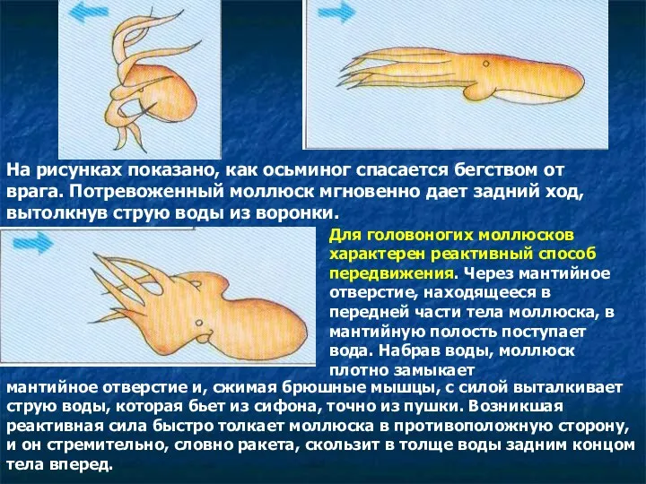 На рисунках показано, как осьминог спасается бегством от врага. Потревоженный моллюск мгновенно дает