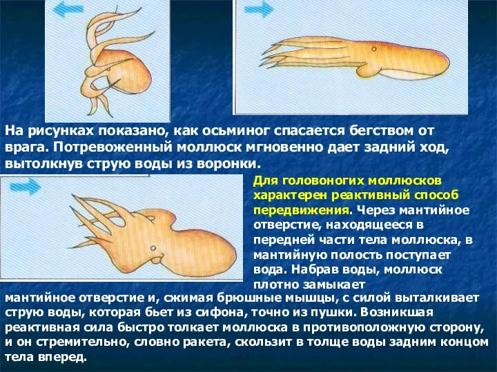 На рисунках показано, как осьминог спасается бегством от врага. Потревоженный