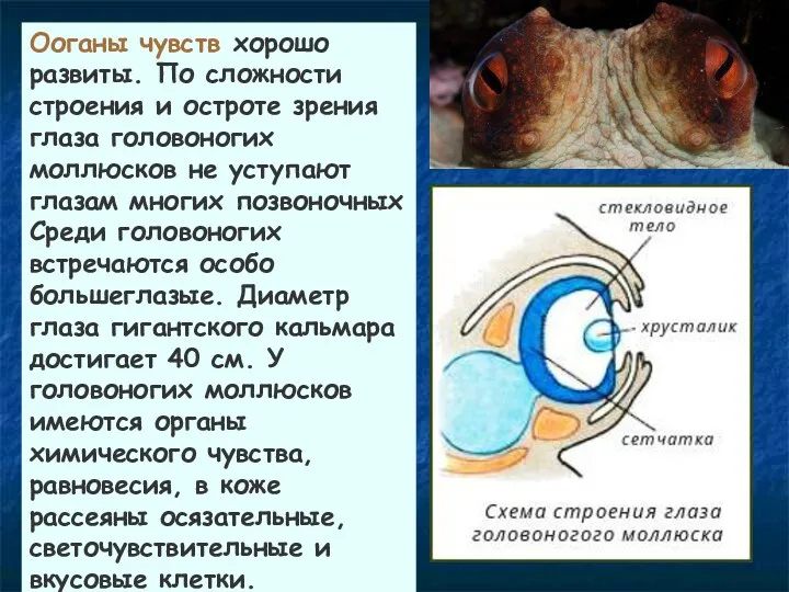 Ооганы чувств хорошо развиты. По сложности строения и остроте зрения глаза головоногих моллюсков