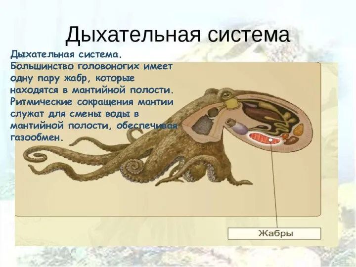 Дыхательная система. Большинство головоногих имеет одну пару жабр, которые находятся