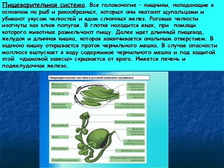 Пищеварительная система. Все головоногие – хищники, нападающие в основном на рыб и ракообразных,