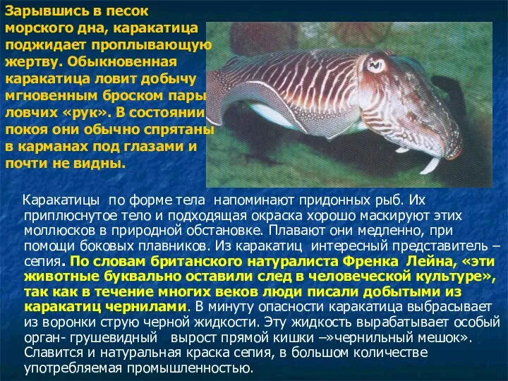 Каракатицы по форме тела напоминают придонных рыб. Их приплюснутое тело и подходящая окраска