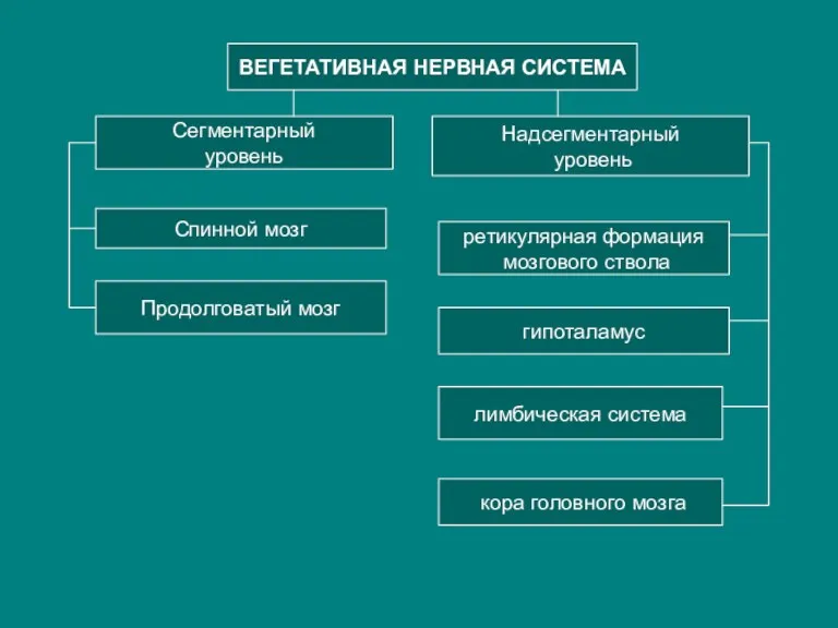 ВЕГЕТАТИВНАЯ НЕРВНАЯ СИСТЕМА Сегментарный уровень Надсегментарный уровень Спинной мозг Продолговатый