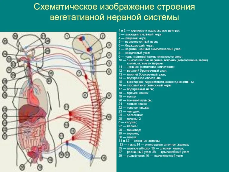 Схематическое изображение строения вегетативной нервной системы 1 и 2 — корковые и подкорковые