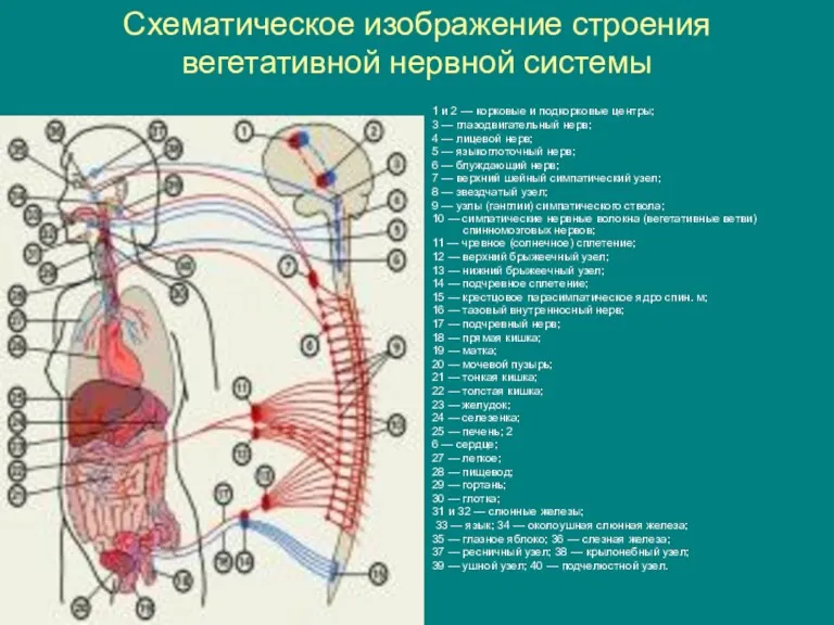 Схематическое изображение строения вегетативной нервной системы 1 и 2 —