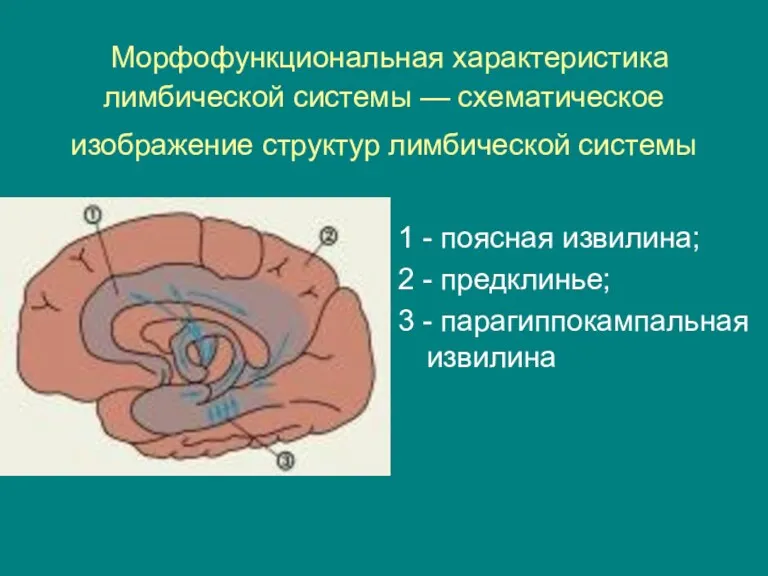 Морфофункциональная характеристика лимбической системы — схематическое изображение структур лимбической системы