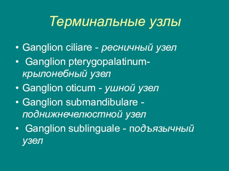 Терминальные узлы Ganglion ciliare - ресничный узел Ganglion pterygopalatinum- крылонебный узел Ganglion oticum