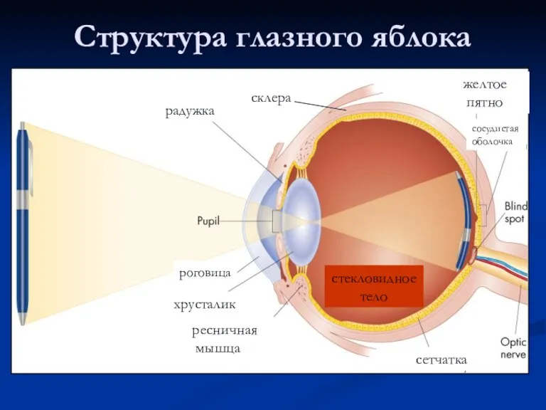 Структура глазного яблока