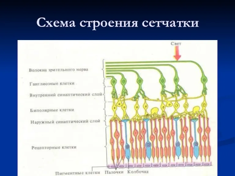 Схема строения сетчатки