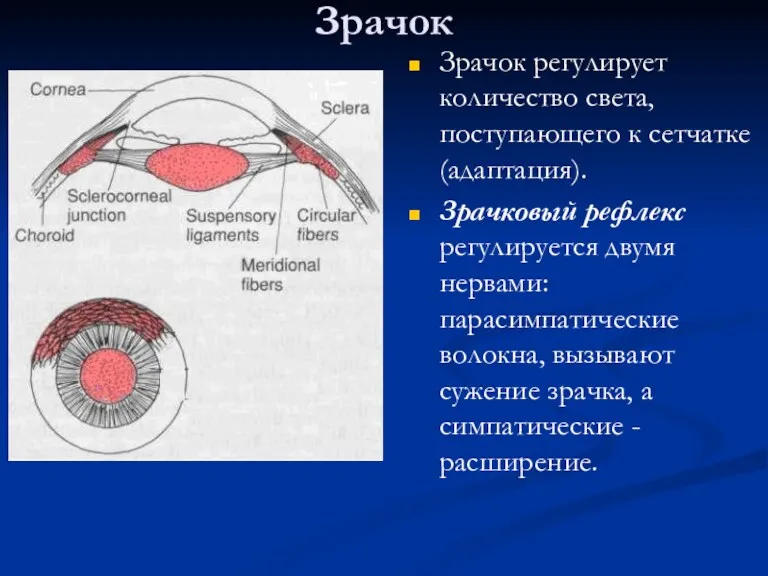 Зрачок Зрачок регулирует количество света, поступающего к сетчатке (адаптация). Зрачковый