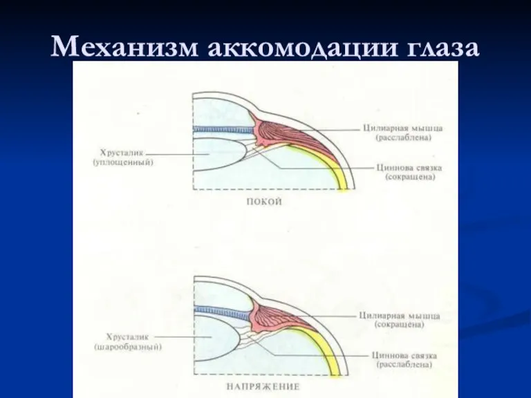 Механизм аккомодации глаза