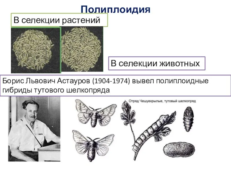 Полиплоидия В селекции растений В селекции животных Борис Львович Астауров (1904-1974) вывел полиплоидные гибриды тутового шелкопряда