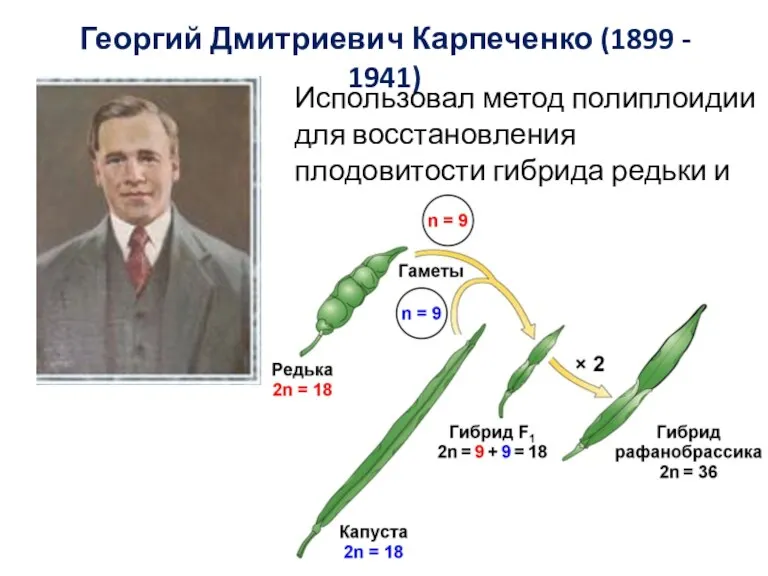 Георгий Дмитриевич Карпеченко (1899 - 1941) Использовал метод полиплоидии для восстановления плодовитости гибрида редьки и капусты
