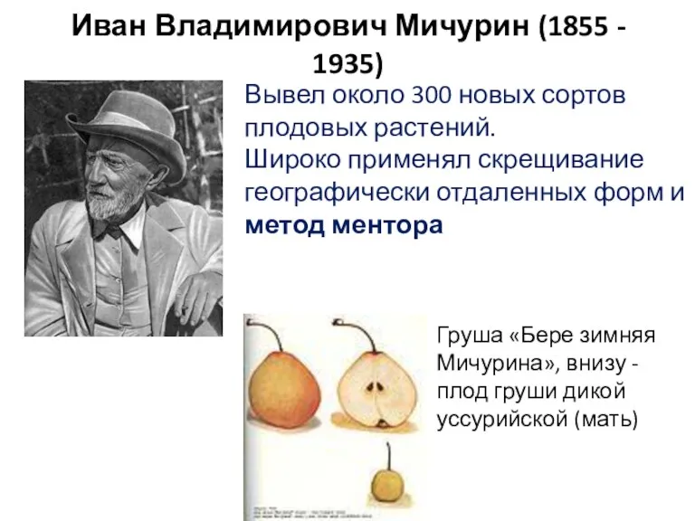 Иван Владимирович Мичурин (1855 - 1935) Вывел около 300 новых сортов плодовых растений.