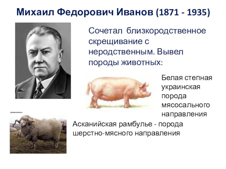 Михаил Федорович Иванов (1871 - 1935) Сочетал близкородственное скрещивание с неродственным. Вывел породы