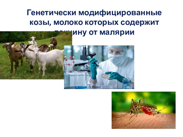 Генетически модифицированные козы, молоко которых содержит вакцину от малярии