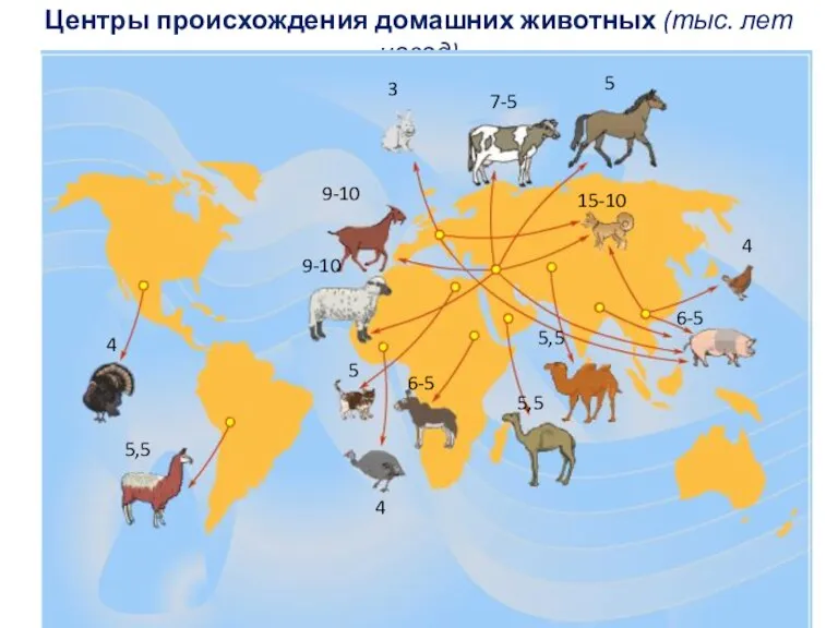 Центры происхождения домашних животных (тыс. лет назад) 15-10 9-10 9-10 7-5 6-5 6-5