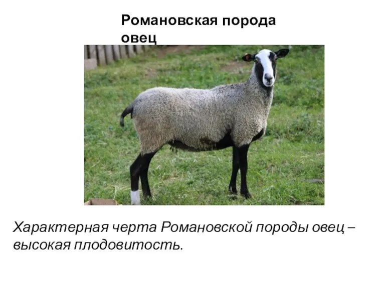Романовская порода овец Характерная черта Романовской породы овец – высокая плодовитость.