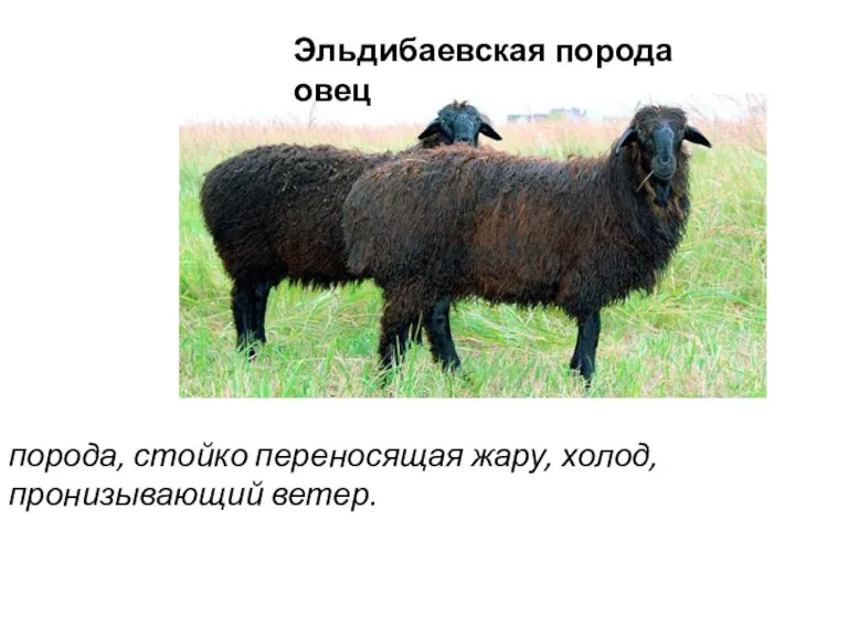 Эльдибаевская порода овец порода, стойко переносящая жару, холод, пронизывающий ветер.