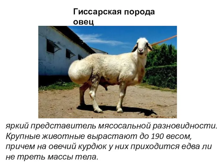 Гиссарская порода овец яркий представитель мясосальной разновидности. Крупные животные вырастают до 190 весом,