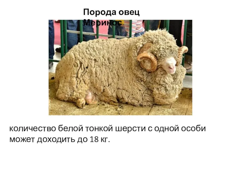 Порода овец Меринос количество белой тонкой шерсти с одной особи может доходить до 18 кг.