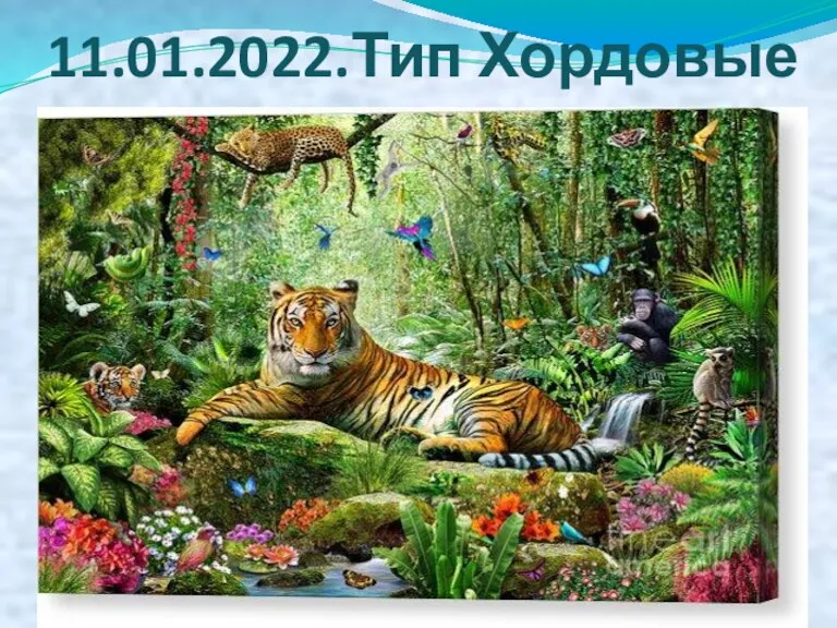 11.01.2022.Тип Хордовые