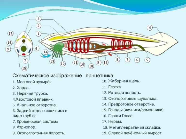 Схематическое изображение ланцетника: 1. Мозговой пузырёк. 2. Хорда. 3. Нервная