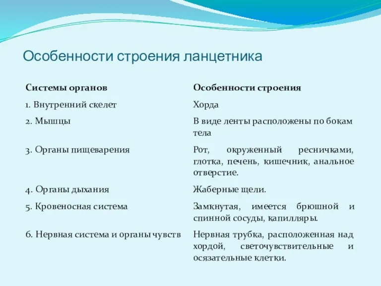 Особенности строения ланцетника