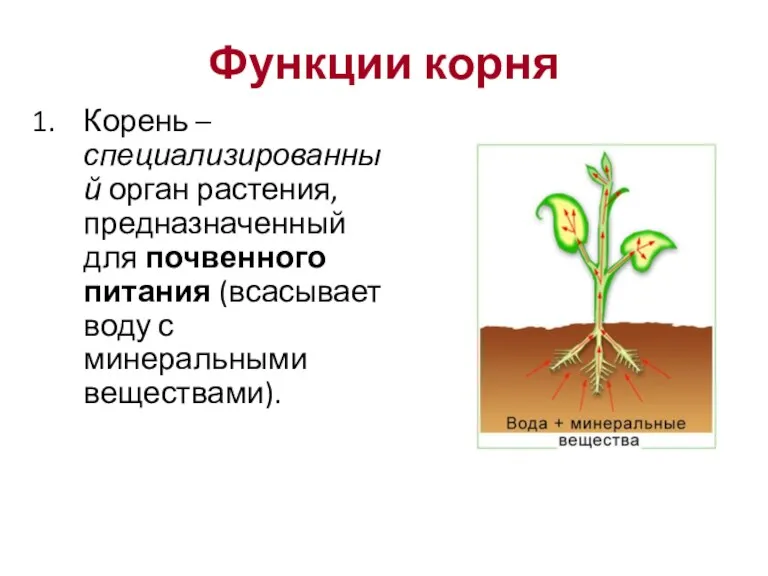 Функции корня Корень – специализированный орган растения, предназначенный для почвенного питания (всасывает воду с минеральными веществами).