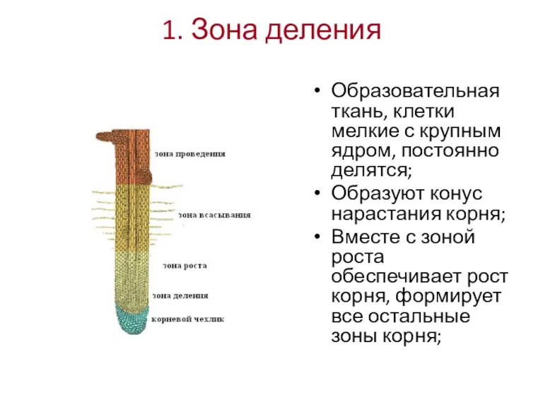 1. Зона деления Образовательная ткань, клетки мелкие с крупным ядром,