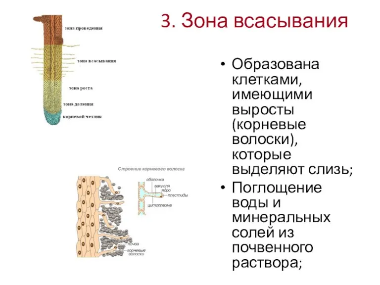 3. Зона всасывания Образована клетками, имеющими выросты (корневые волоски), которые