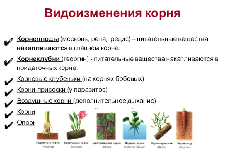 Видоизменения корня Корнеплоды (морковь, репа, редис) – питательные вещества накапливаются